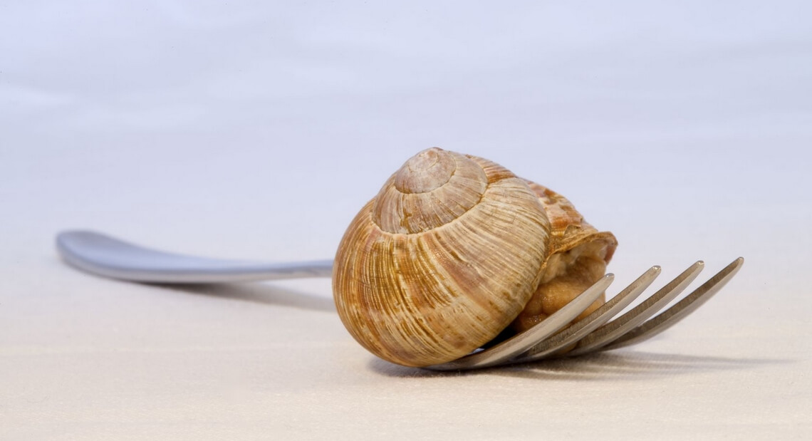 Escargot sur une fourchette
