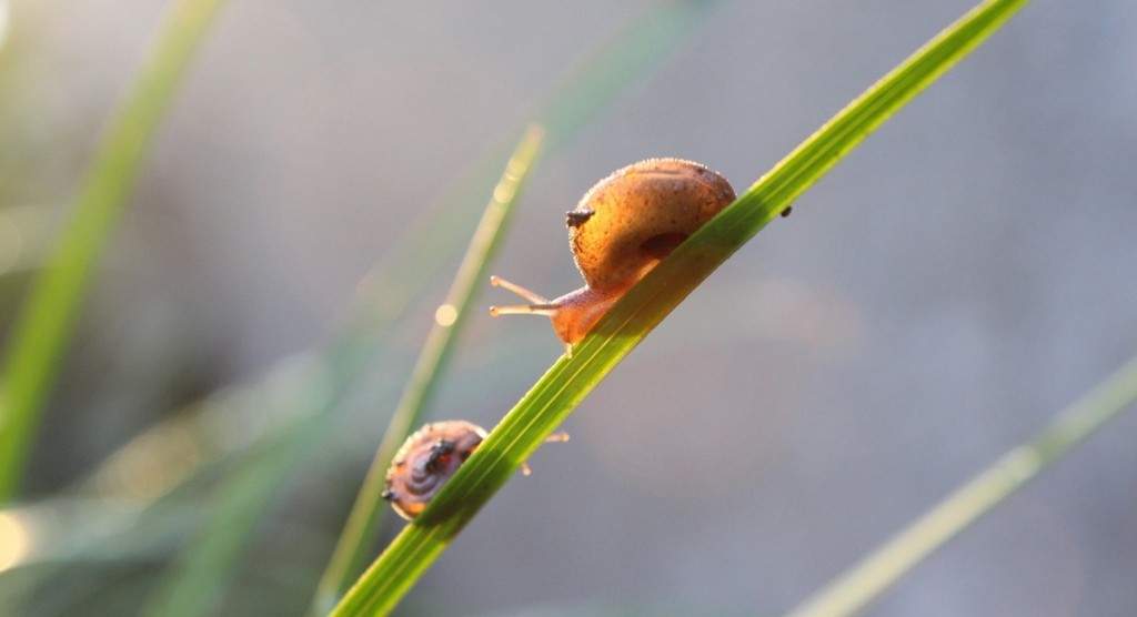 La Reproduction Des Escargots