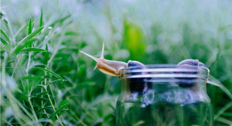 L'efficacité de la bave d'escargot contre les rides