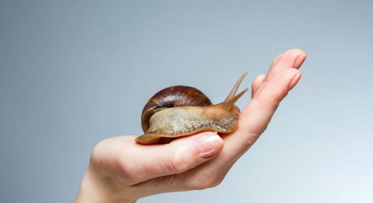 Le gros gris et sa coquille
