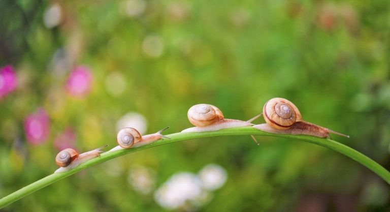 Extrait ou bave d'escargot ?