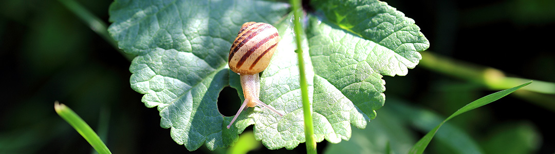 escargot sur feuille, collagène d'escargot