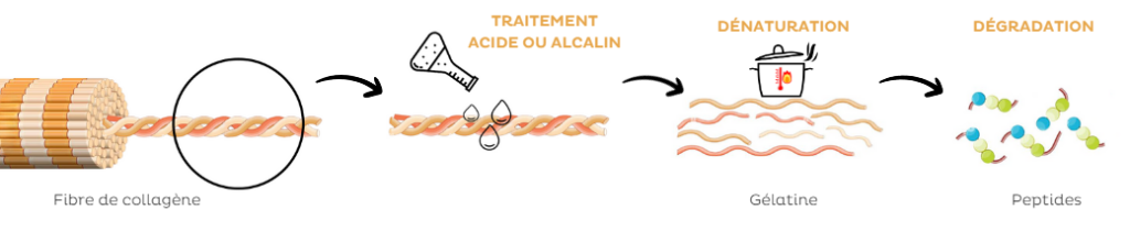 fabrication collagene