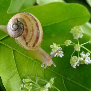 Escargot sur feuille
