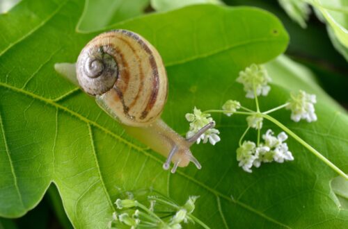 Escargot sur feuille